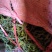 【精品】云南中药化石草，猫须草，肾精茶，自然风干
