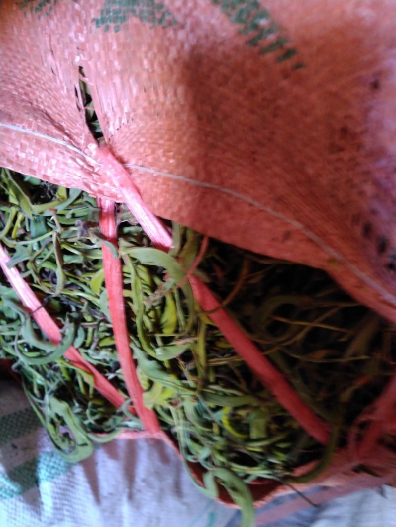 【精品】云南中药化石草，猫须草，肾精茶，自然风干