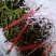 【精品】云南中药化石草，猫须草，肾精茶，自然风干