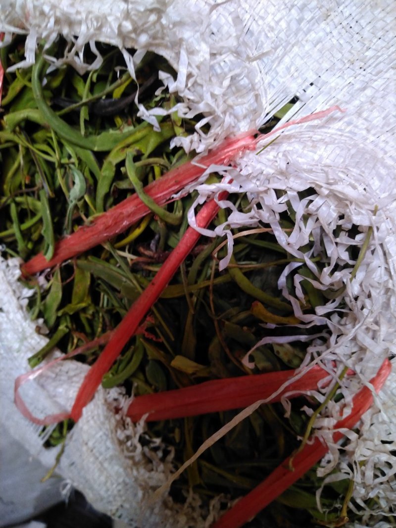 【精品】云南中药化石草，猫须草，肾精茶，自然风干