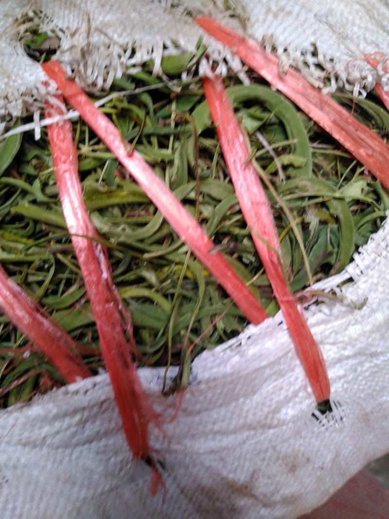 【精品】云南中药化石草，猫须草，肾精茶，自然风干
