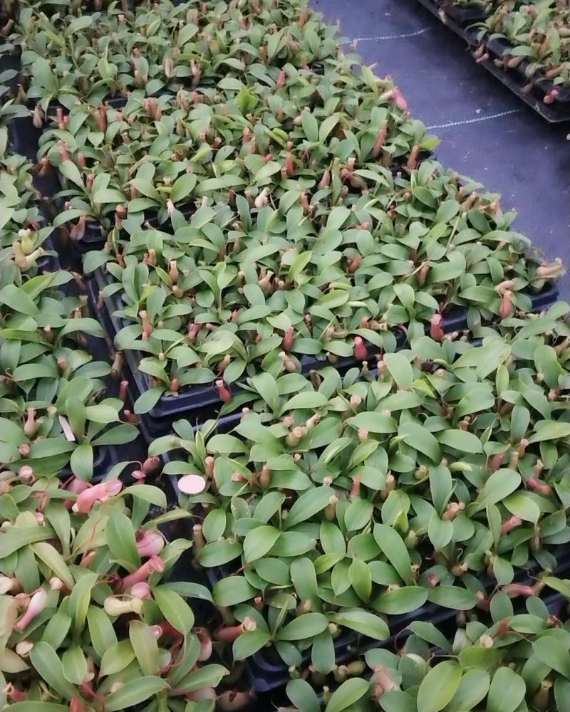 捕蝇草食虫植物系列，中草药猪笼草，欢迎进店联系