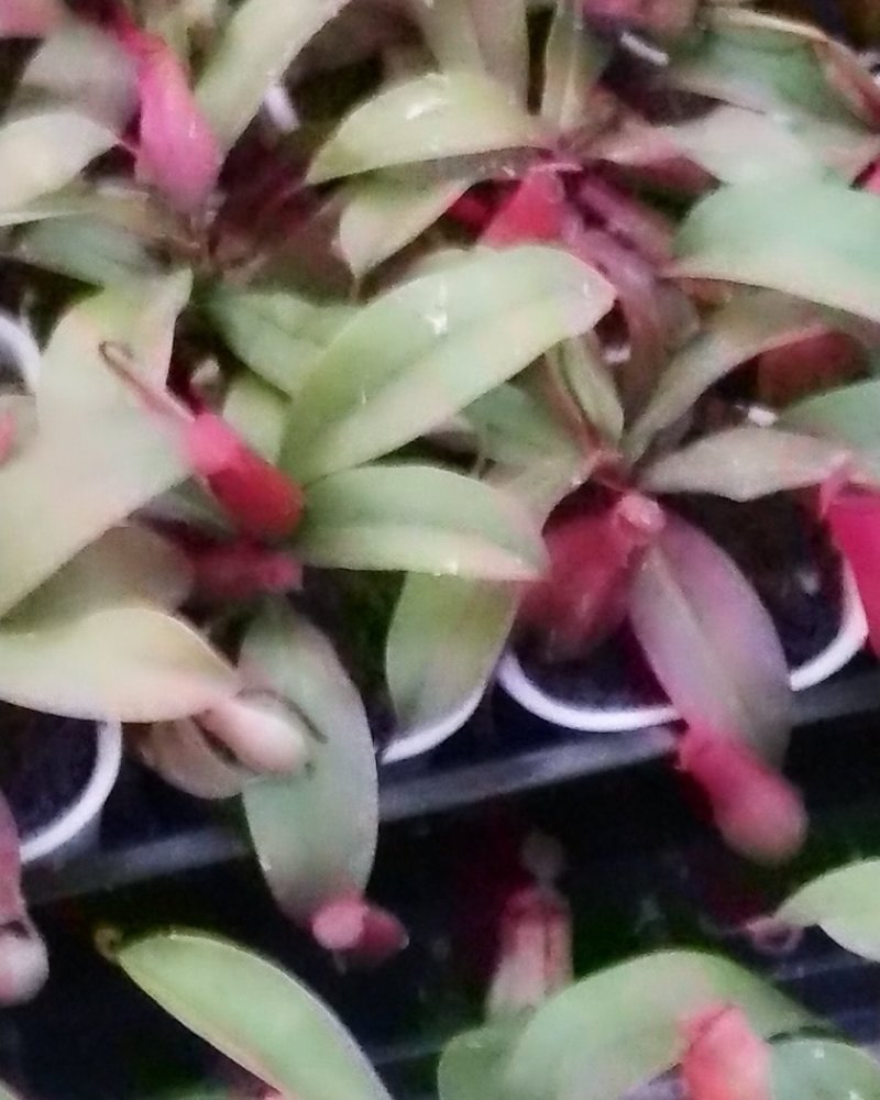 捕蝇草食虫植物系列，中草药猪笼草，欢迎进店联系