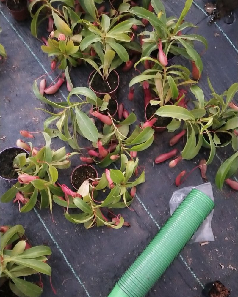 捕蝇草食虫植物系列，中草药猪笼草，欢迎进店联系