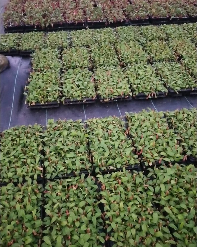 捕蝇草食虫植物系列，中草药猪笼草，欢迎进店联系