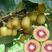 【优选】红阳猕猴桃苗，品种纯正，基地直发，量大价优，