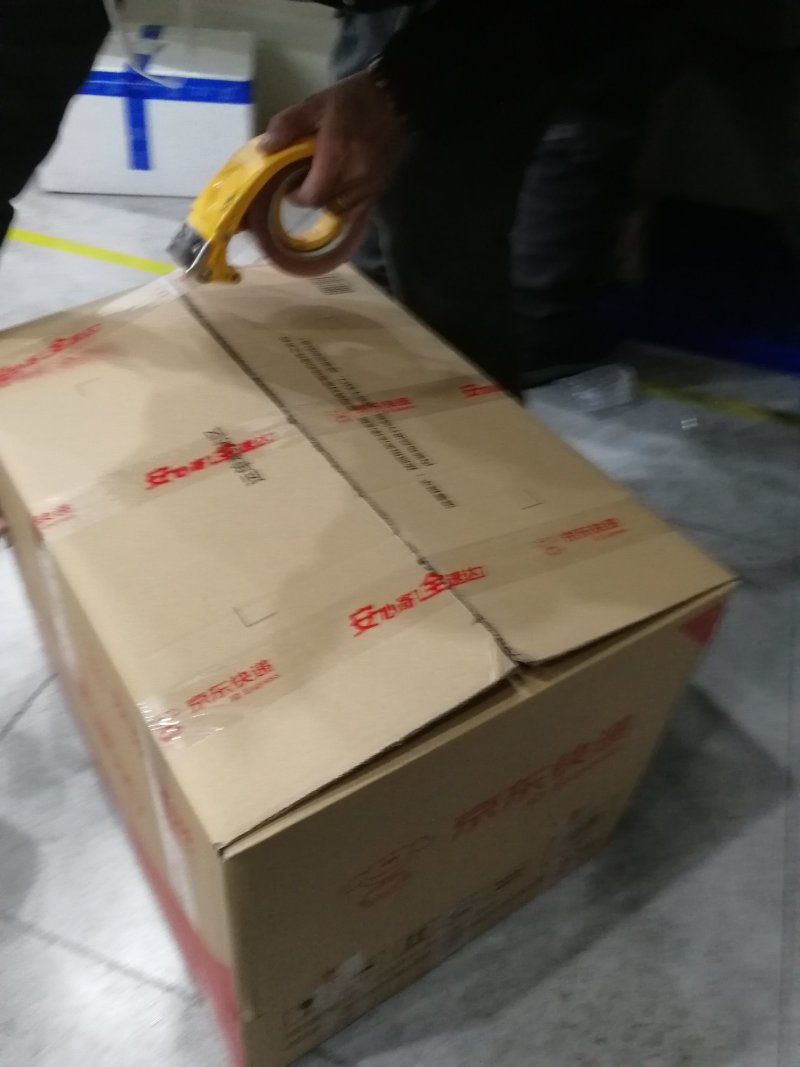 辽宁开原东北连翘小苗迎春花工程苗寸寸金杯苗繁育基地