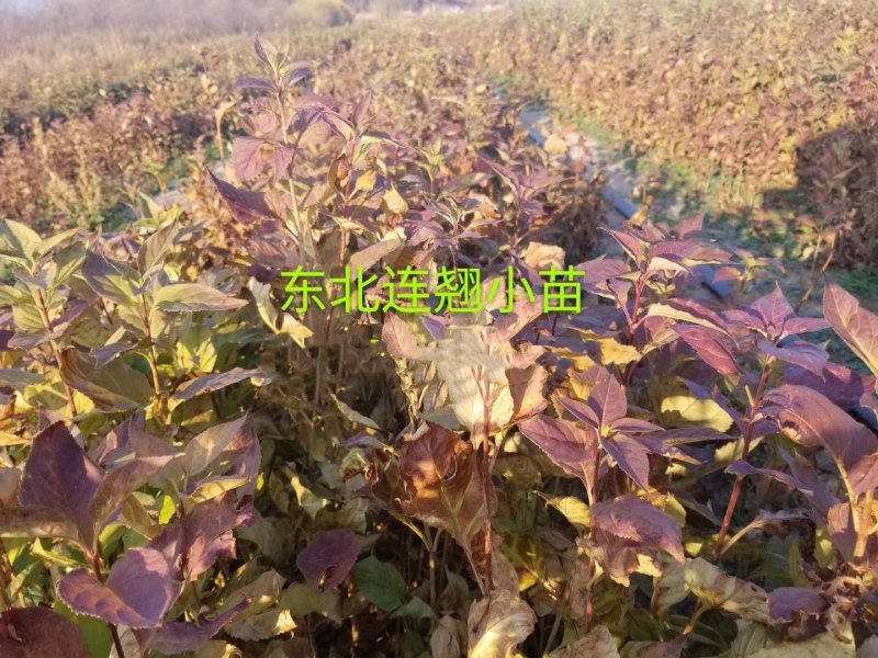 辽宁开原东北连翘小苗迎春花工程苗寸寸金杯苗繁育基地