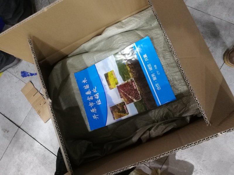 辽宁开原东北连翘小苗迎春花工程苗寸寸金杯苗繁育基地
