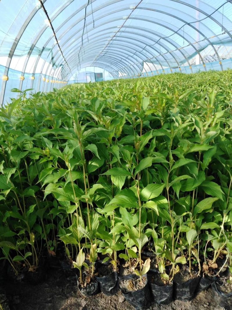 辽宁开原东北连翘小苗迎春花工程苗寸寸金杯苗繁育基地