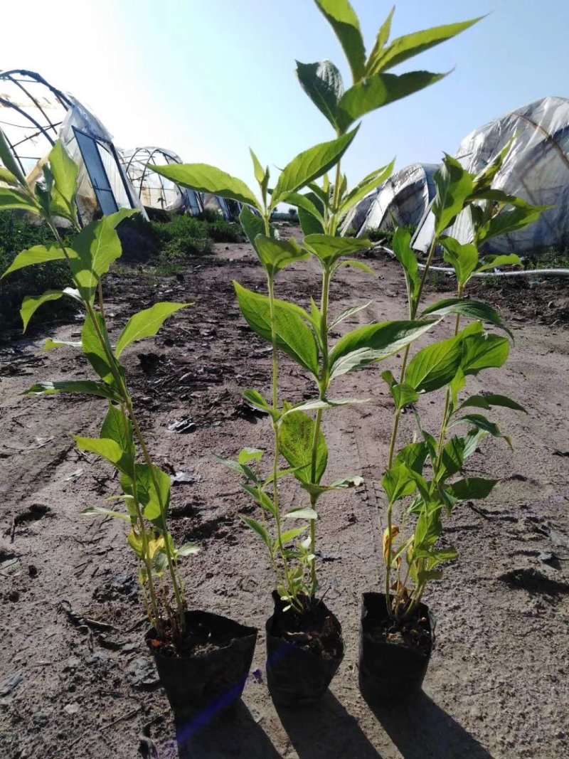 辽宁开原东北连翘小苗迎春花工程苗寸寸金杯苗繁育基地