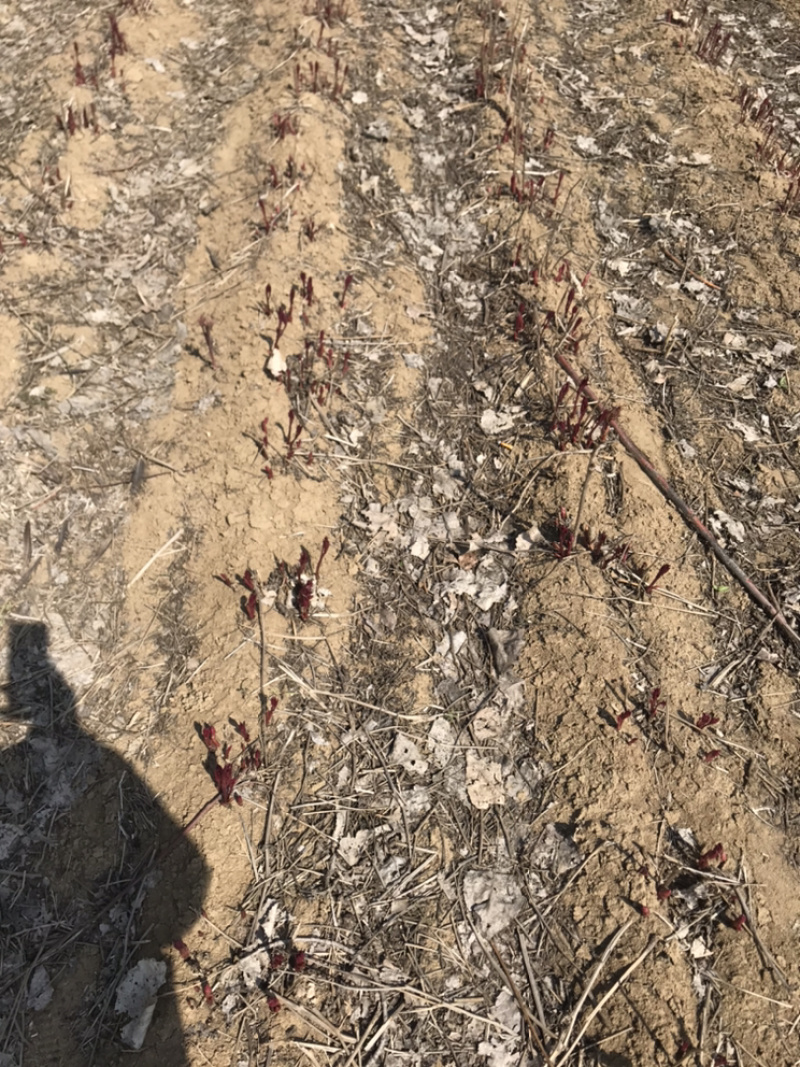 白芍牙子种植成活率高全国都可以种对土地要求不高