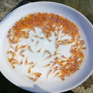 优质红罗非《彩虹雕，豹纹红》大量出售，欢迎来电咨询订购！