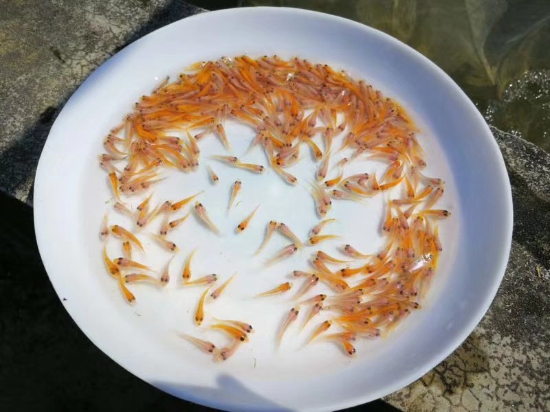 优质红罗非《彩虹雕，豹纹红》大量出售，欢迎来电咨询订购！