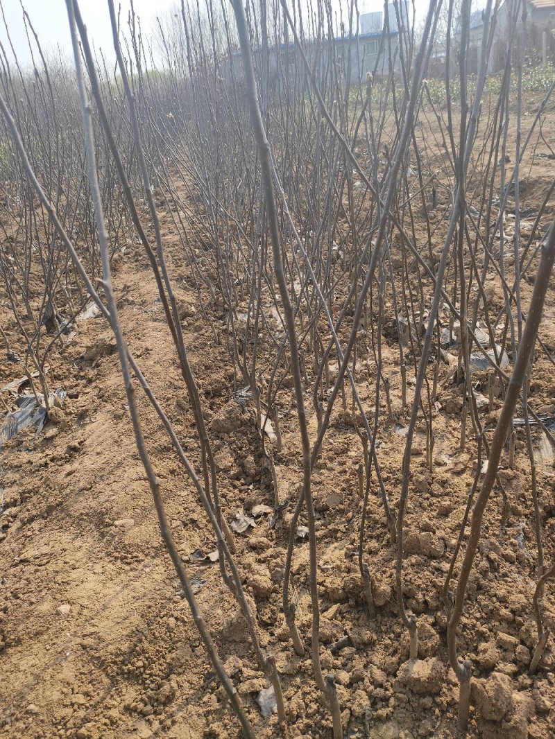 黄金梨树苗梨树苗品种纯规格齐全0.7-5