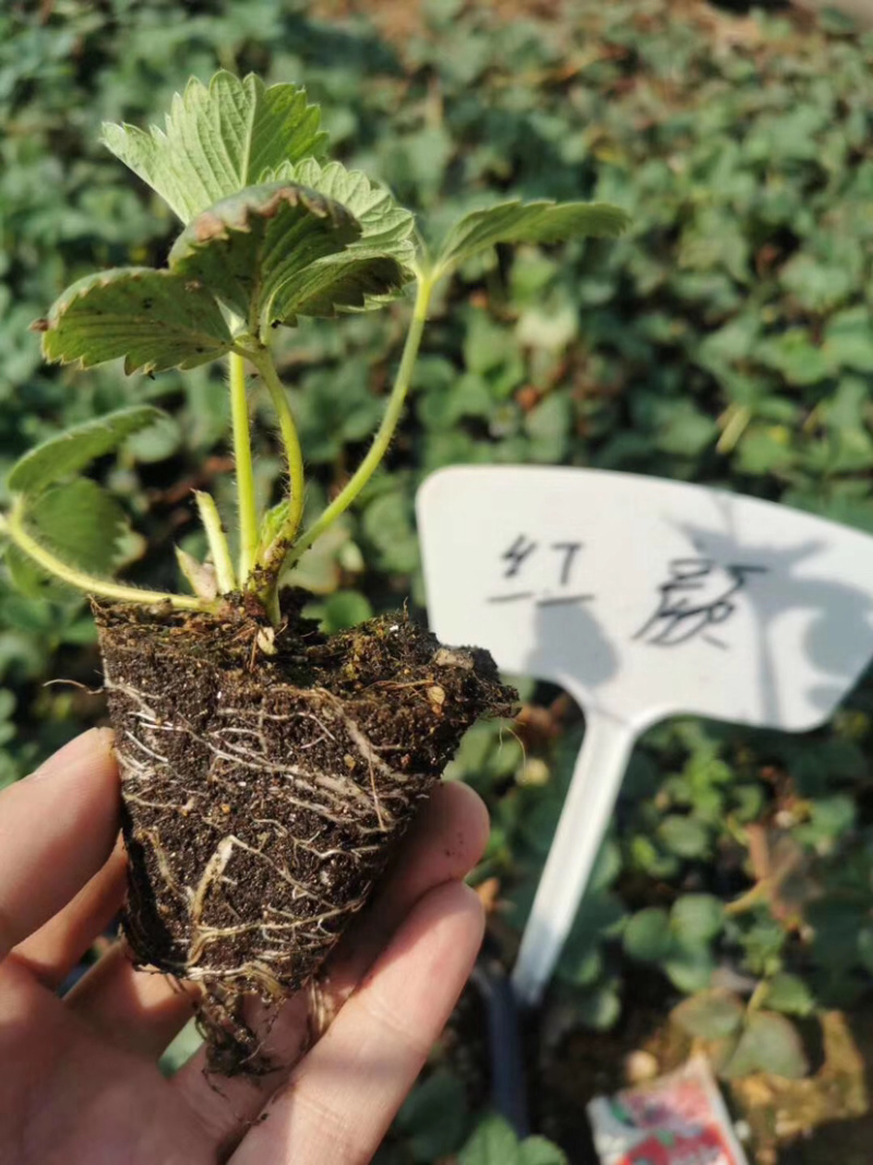 【推荐】草莓基质苗穴盘苗繁育脱毒苗品种纯正存活率高