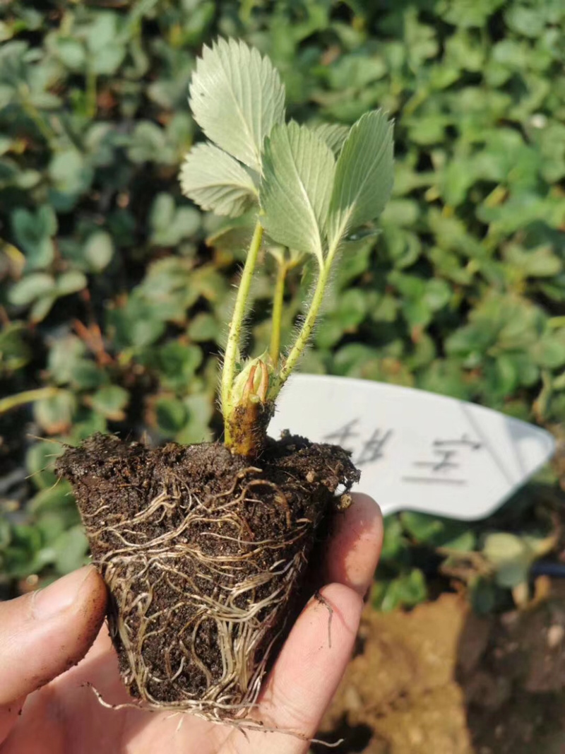 【推荐】草莓基质苗穴盘苗繁育脱毒苗品种纯正存活率高