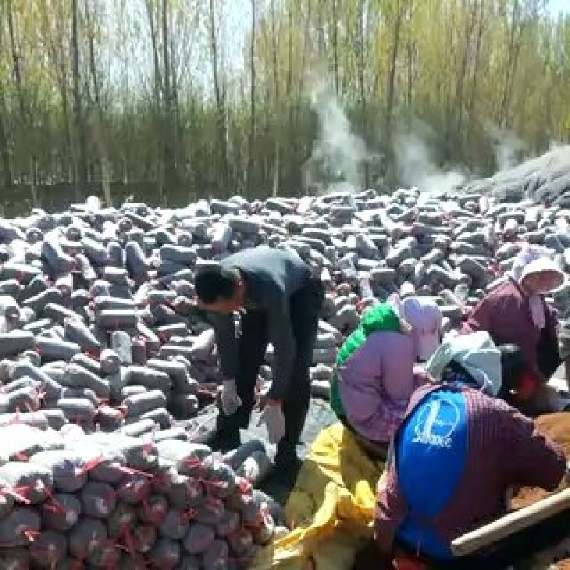 灵芝菌种鹿茸菌菌包包技术指导出芝率高支持定做