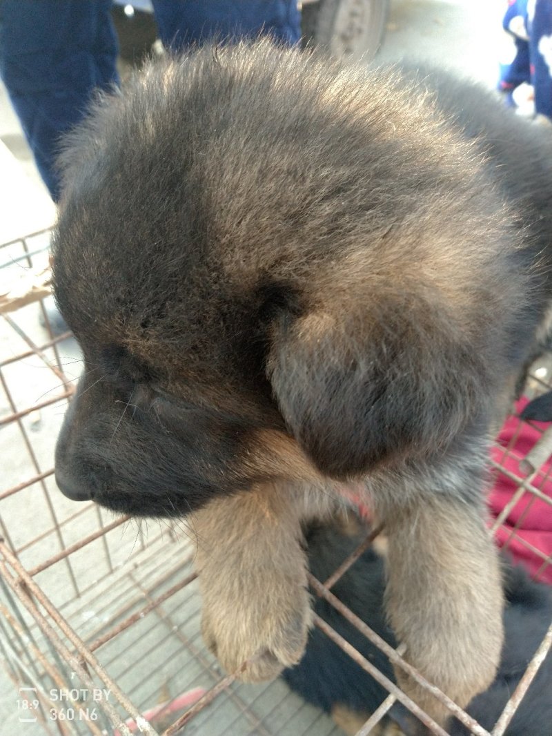 德国牧羊犬黑背，短毛，聪明，性格温顺！勇敢！
