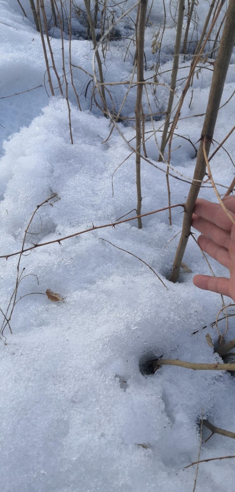 产地大量批发一年生刺槐小苗