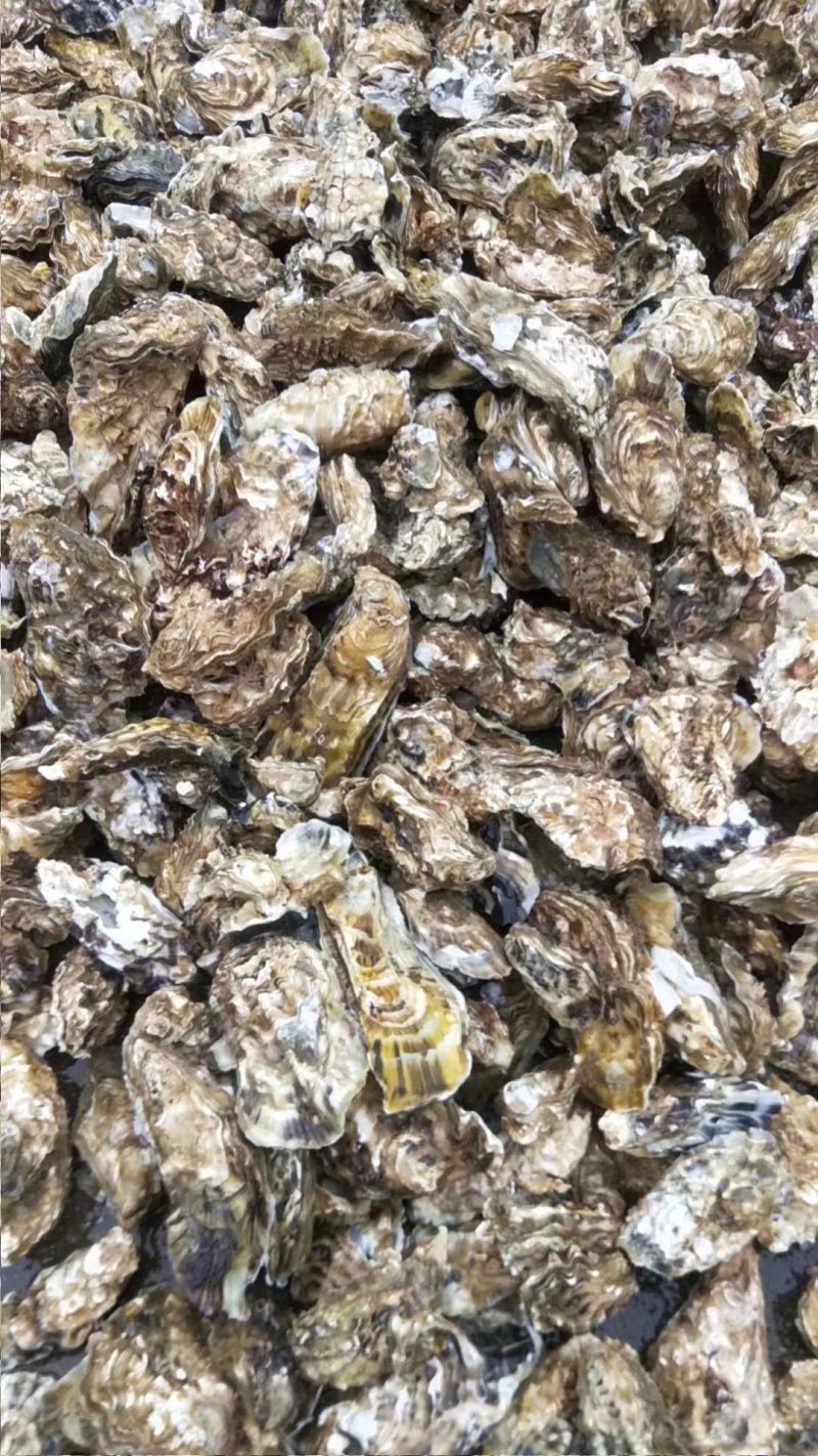 精品生蚝鲜活发货各规格齐全