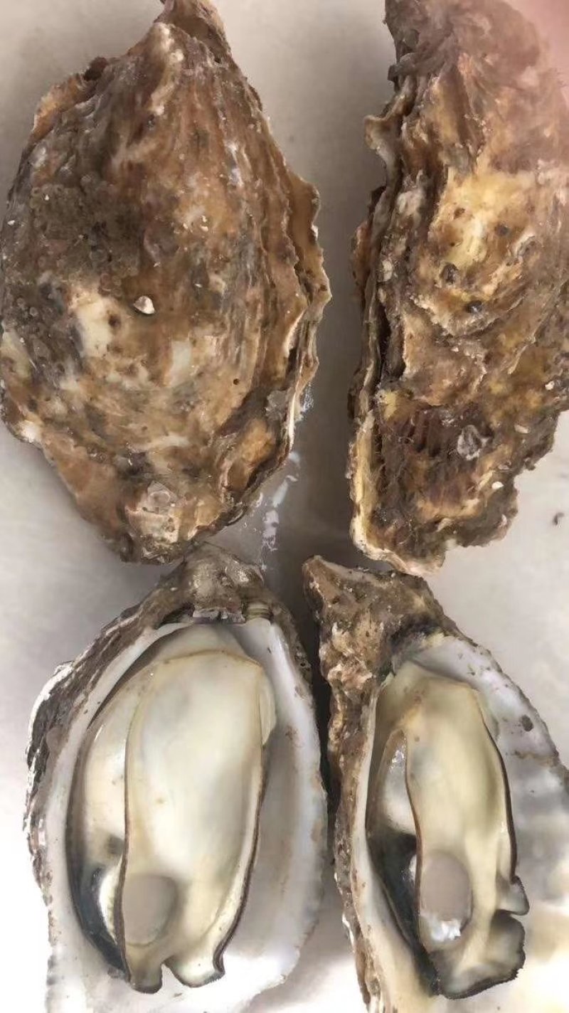 精品生蚝鲜活发货各规格齐全