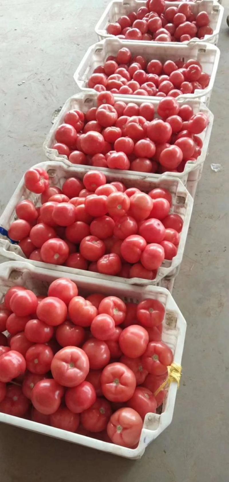 西红柿，精品西红柿，大量上市，可供超市欢迎来电！