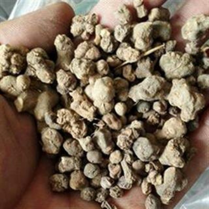 夏天无，常年批发供应夏天无中药材，江西货