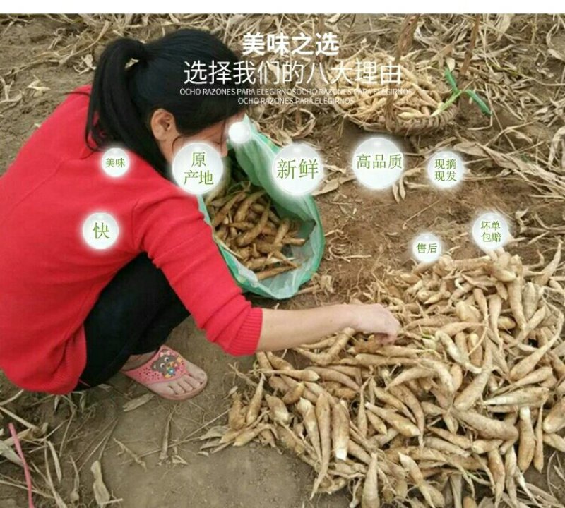 竹竽干/片自家生晒加工生产