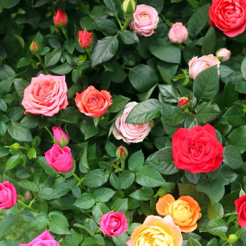 玫瑰多彩玫瑰苗钻石玫瑰花苗玫瑰花苗开花不断