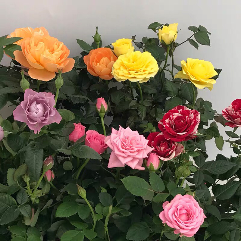 玫瑰多彩玫瑰苗钻石玫瑰花苗玫瑰花苗开花不断