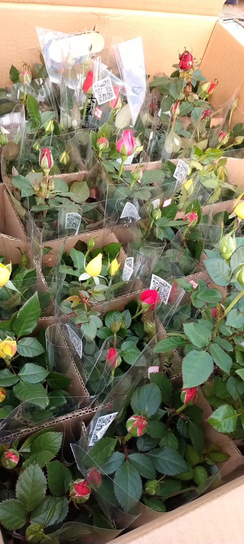 玫瑰多彩玫瑰苗钻石玫瑰花苗玫瑰花苗开花不断