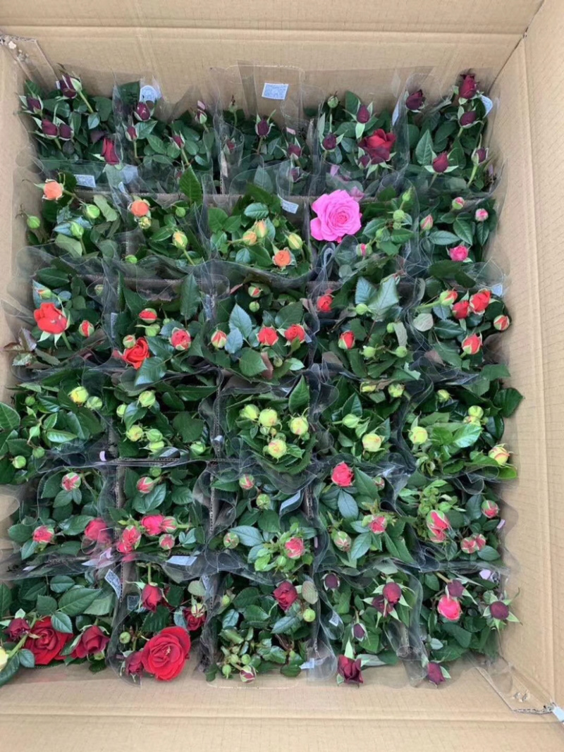 玫瑰多彩玫瑰苗钻石玫瑰花苗玫瑰花苗开花不断