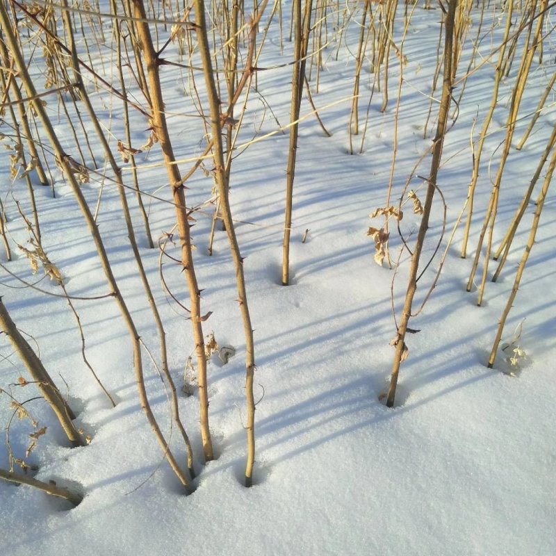 产地大量批发一年生刺槐小苗