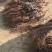 葡萄苗无核甜蜜蓝宝石盆栽地栽都可南方北方种植