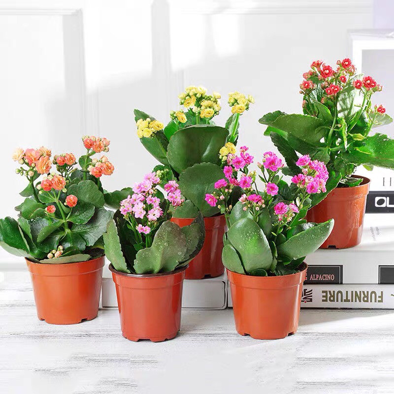 长寿花盆栽重瓣大苗带花苞阳台花卉观花植物室内好养绿植四季
