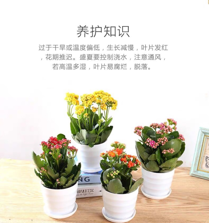 长寿花盆栽重瓣大苗带花苞阳台花卉观花植物室内好养绿植四季