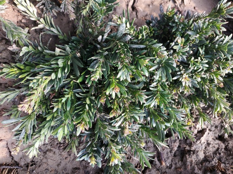 米罗汉松正宗米罗汉松庭院阳台种植盆栽地栽苗
