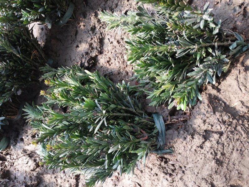 米罗汉松正宗米罗汉松庭院阳台种植盆栽地栽苗