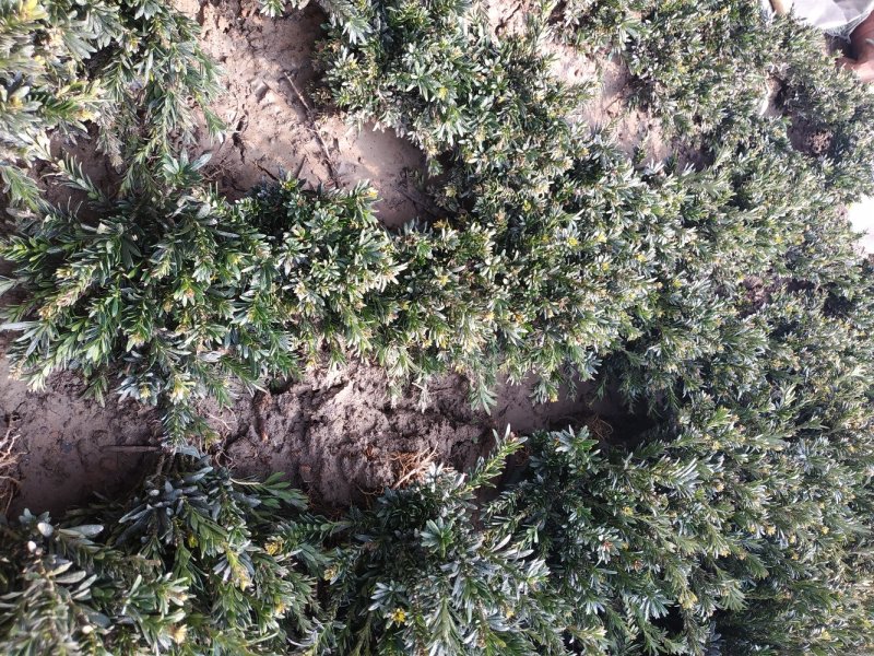 米罗汉松正宗米罗汉松庭院阳台种植盆栽地栽苗