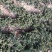 米罗汉松正宗米罗汉松庭院阳台种植盆栽地栽苗