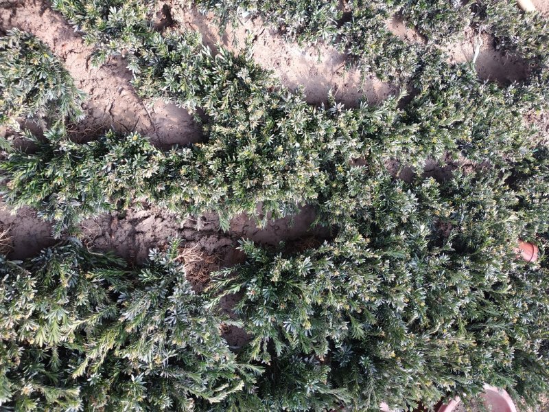 米罗汉松正宗米罗汉松庭院阳台种植盆栽地栽苗