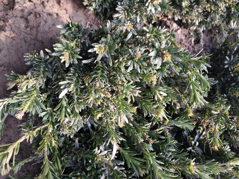 米罗汉松正宗米罗汉松庭院阳台种植盆栽地栽苗