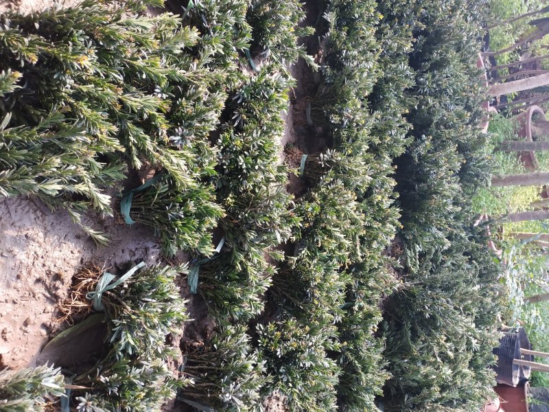 米罗汉松正宗米罗汉松庭院阳台种植盆栽地栽苗