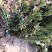 米罗汉松正宗米罗汉松庭院阳台种植盆栽地栽苗