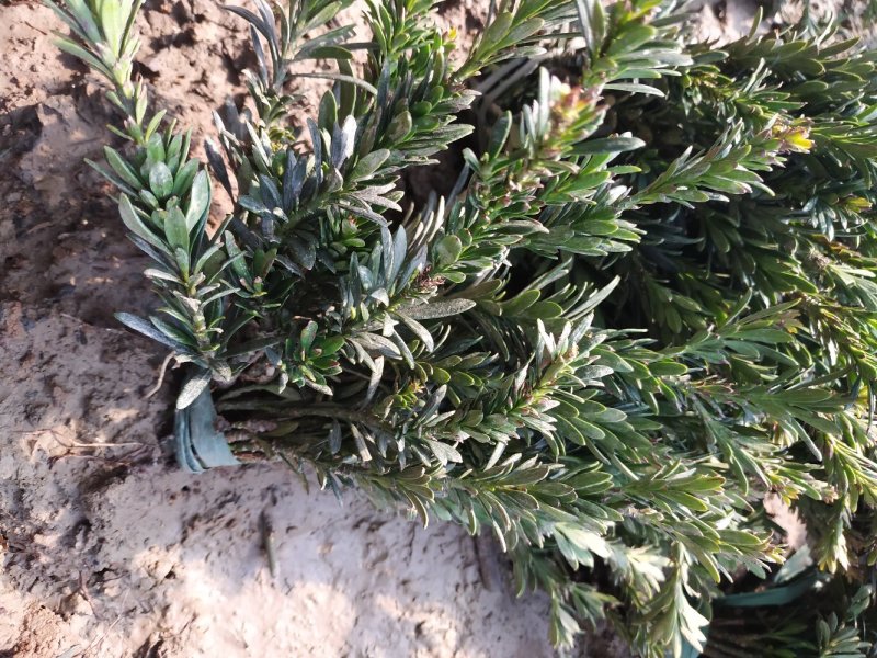 米罗汉松正宗米罗汉松庭院阳台种植盆栽地栽苗
