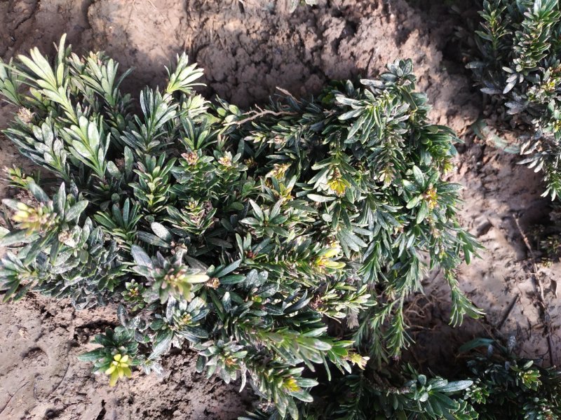米罗汉松正宗米罗汉松庭院阳台种植盆栽地栽苗