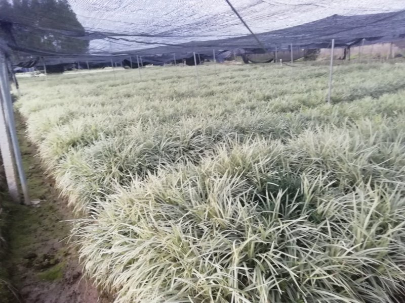 银边草20~30cm