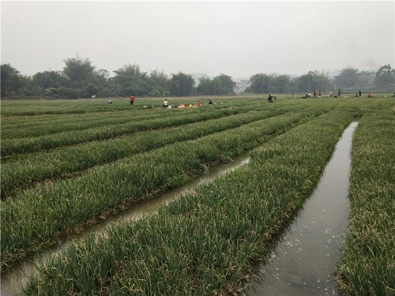 大葱种植管理现场图