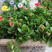 长寿花盆栽重瓣大苗带花苞阳台花卉观花植物室内好养绿植四季